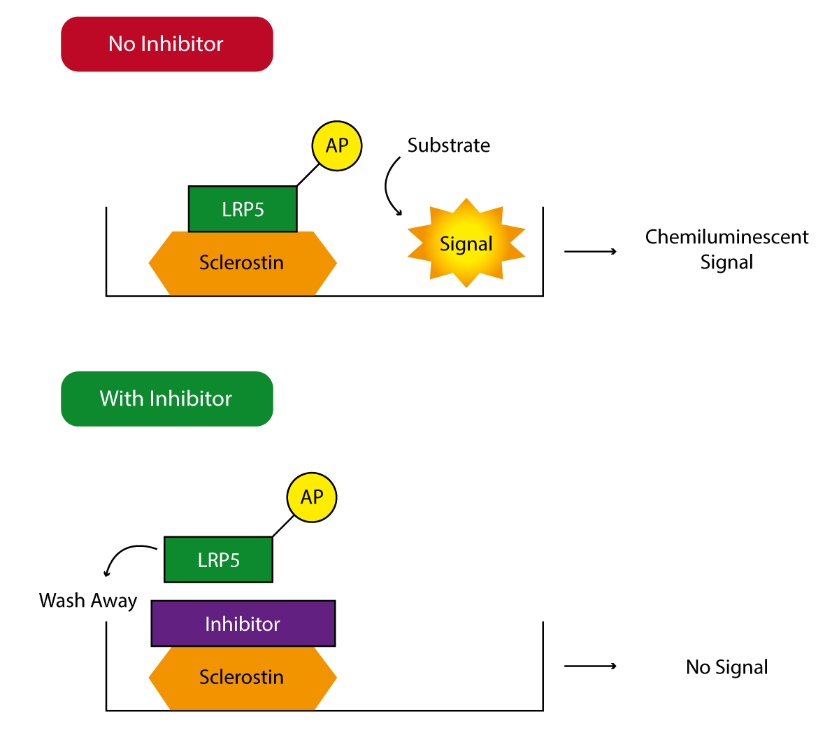 Sclerostin protein-LRP5/6 interaction | BMG LABTECH